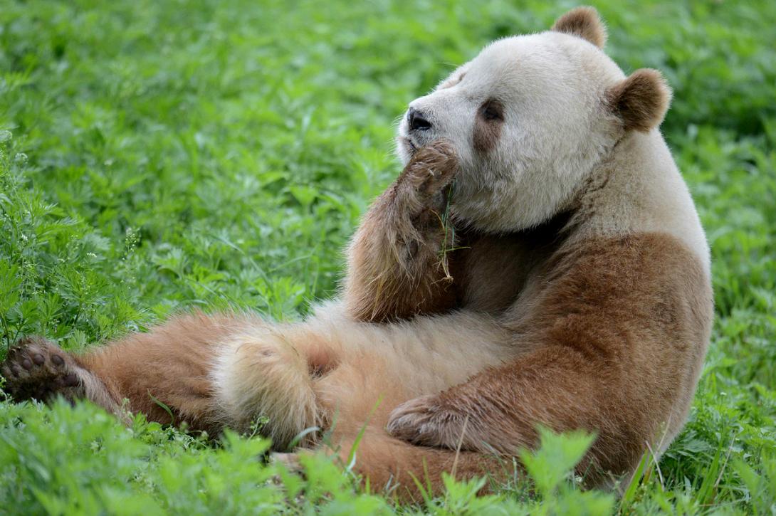 China’s Extremely Rare Brown Panda Turns Five - His Name Is Qi Zai