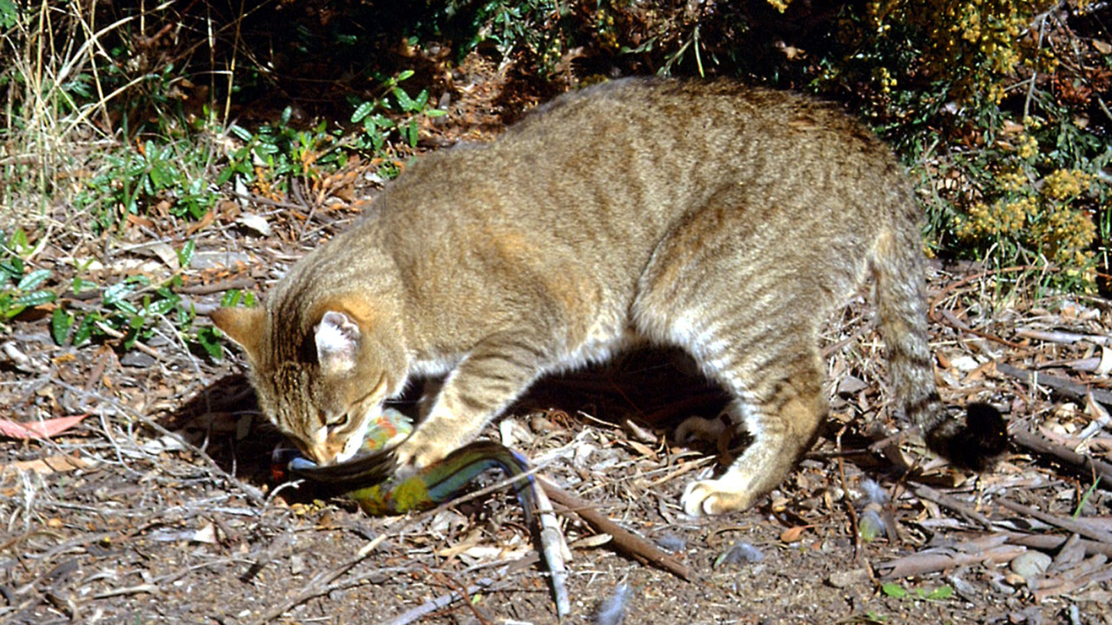 Australia Plans To Kill 2 Million Feral Cats To Save Other Species From Extinction