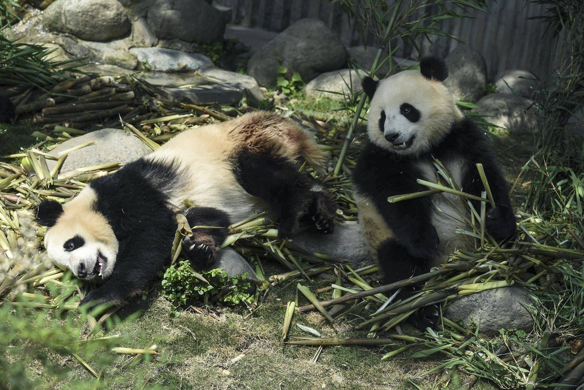 Endangered Female Giant Panda Killed - 10 Poachers Arrested