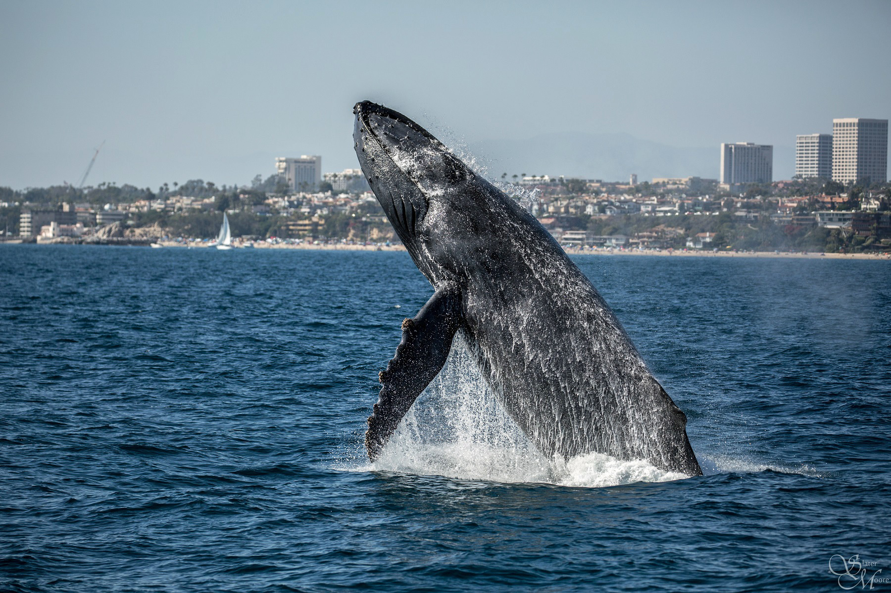 Los Angeles' Top 5 Whale-Watching Spots